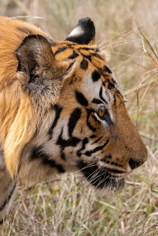 India-Madhya Pradesh-Bandhavgarh National Park Bengal tiger art print by Cindy Miller Hopkins for $57.95 CAD